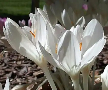 Colchicum autum. Album (Безвременник Альбум)