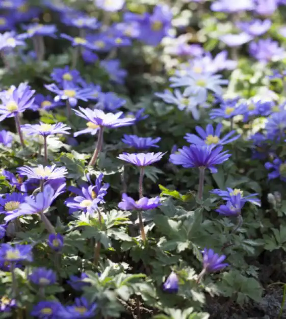 Anemone  blanda  (Анемона бланда Микс)