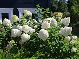 Полар Бир  / Hydrangea paniculata 'Polar Bear' Гортензия метельчатая